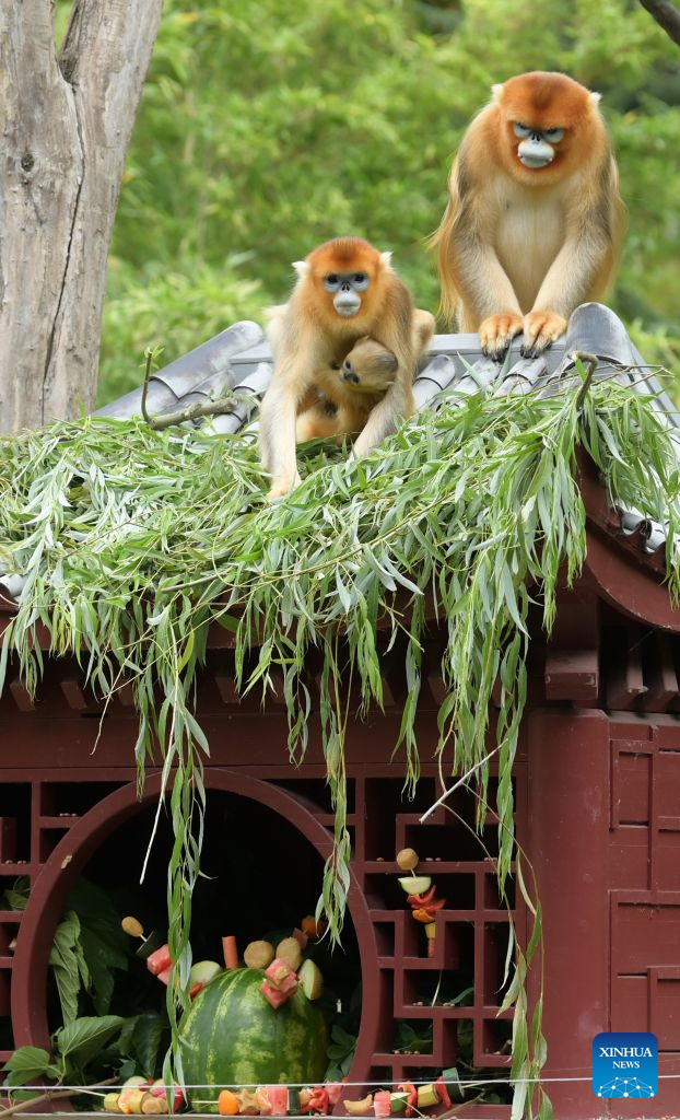 Golden monkey babies in Belgium named Zhenzhen, Xi Le