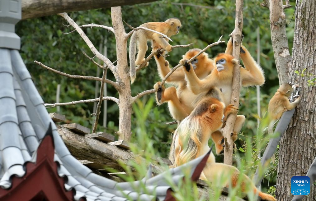 Golden monkey babies in Belgium named Zhenzhen, Xi Le
