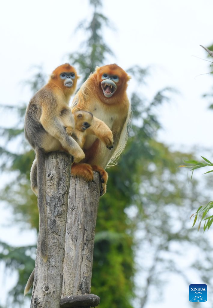Golden monkey babies in Belgium named Zhenzhen, Xi Le