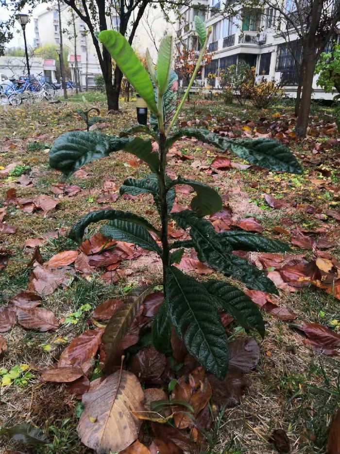 何云春：北植枇杷树（同韵四首）