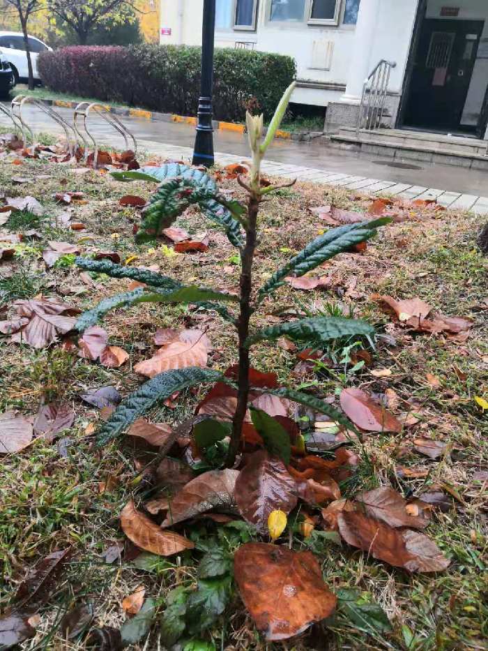 何云春：北植枇杷树（同韵四首）