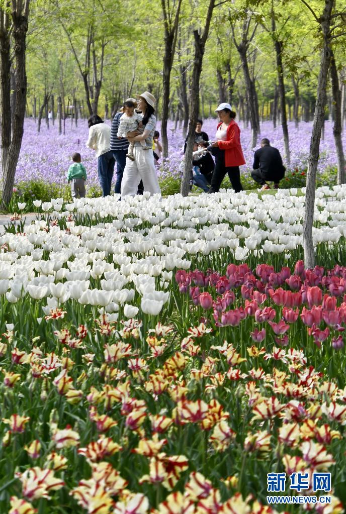 永定河畔休闲赏花