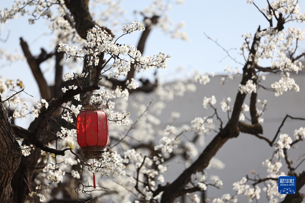 百年梨园“云赏花”
