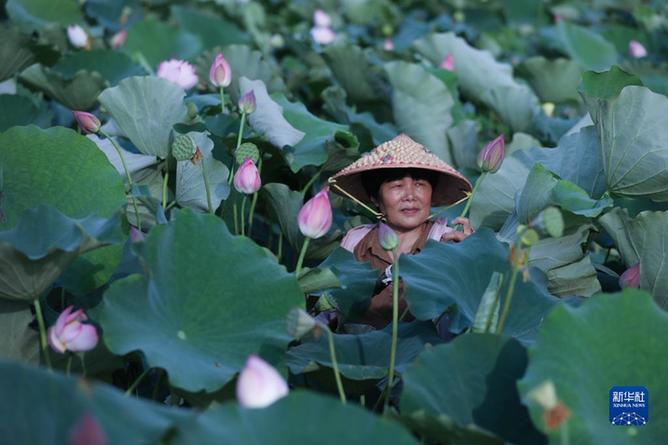 “荷美小镇”开启乡村荷花季