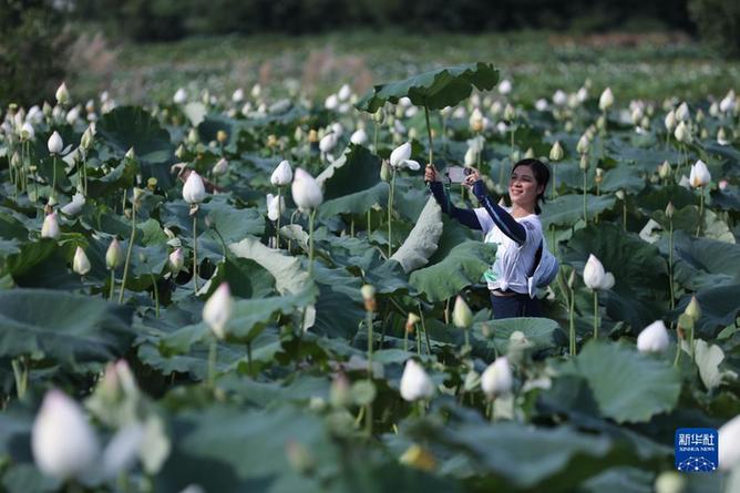 “荷美小镇”开启乡村荷花季