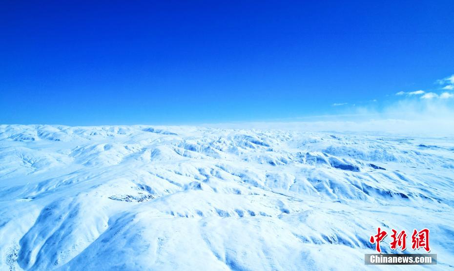 黄河源头玛多：成群藏野驴、牦牛雪地嬉戏