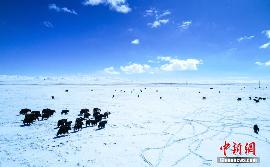 黄河源头玛多：成群藏野驴、牦牛雪地嬉戏