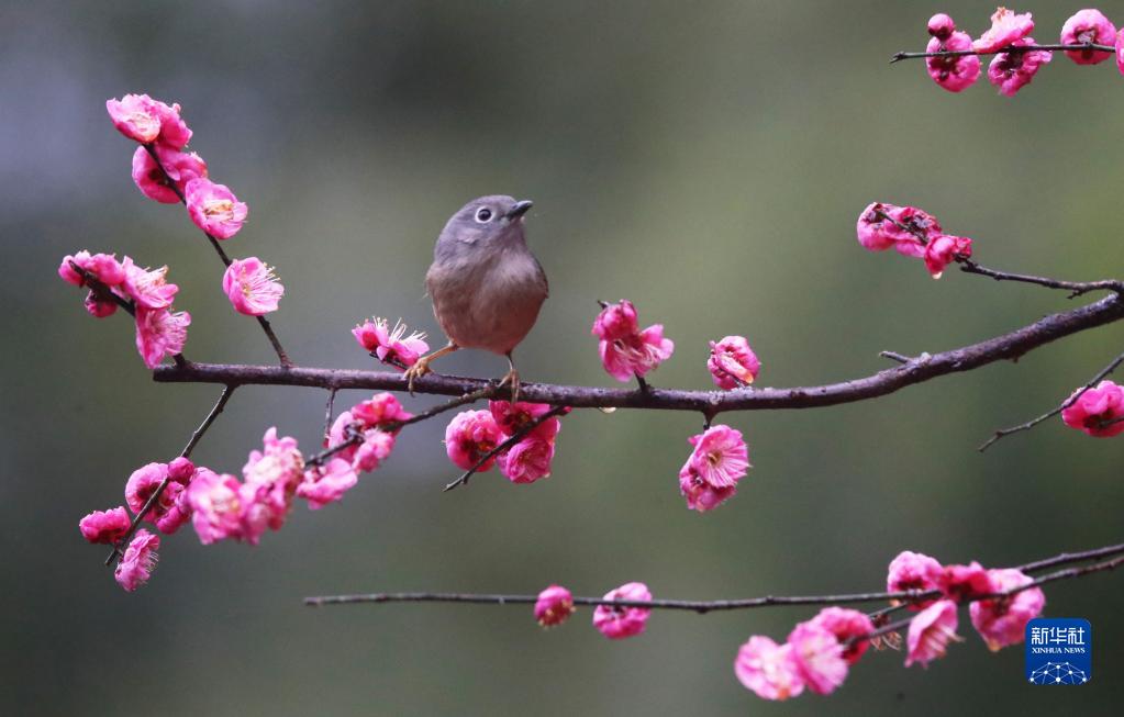 花开中国