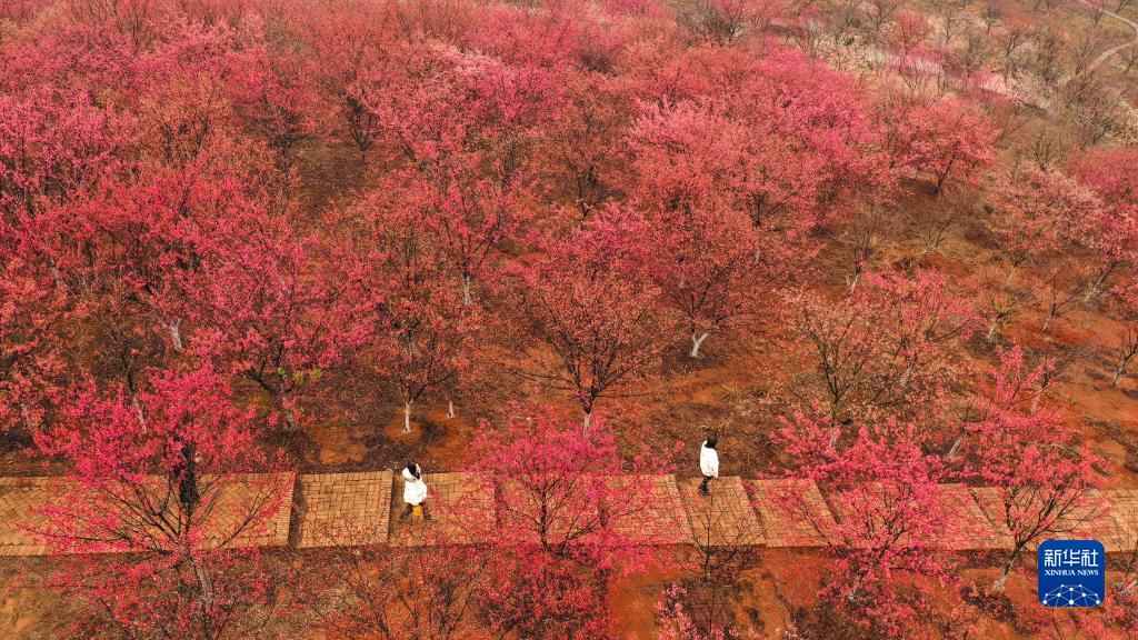 花开中国