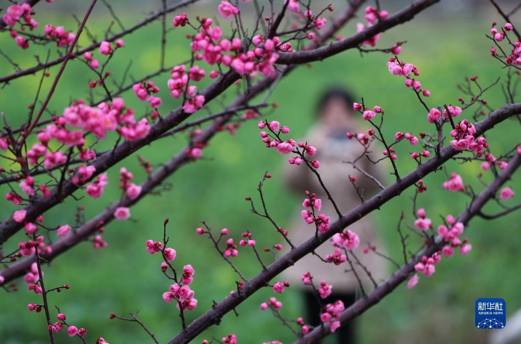 花开中国