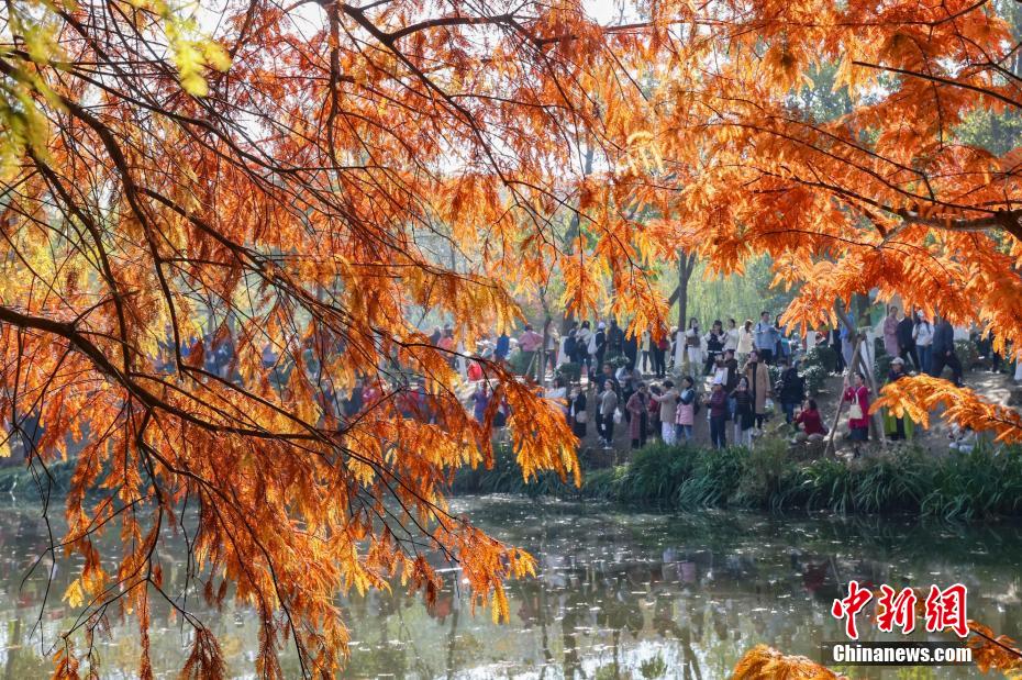南京紫金山初冬时节层林尽染诗意浓