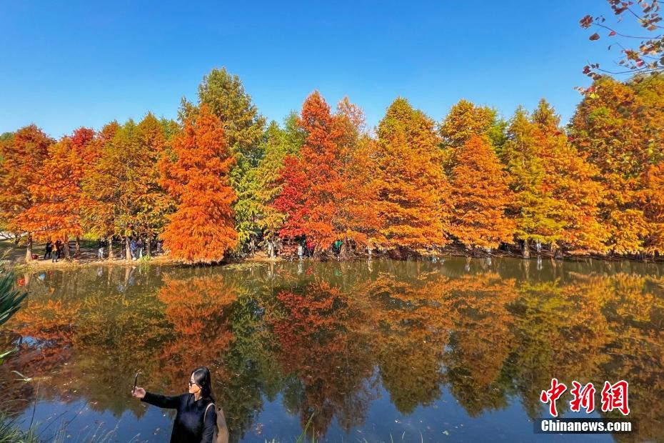南京紫金山初冬时节层林尽染诗意浓