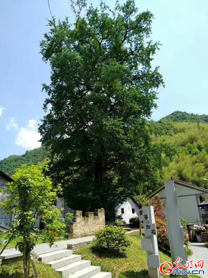 【烟火人间】音画丨到瑶溪去种茶 【烟火人间】音画丨到瑶溪去种茶