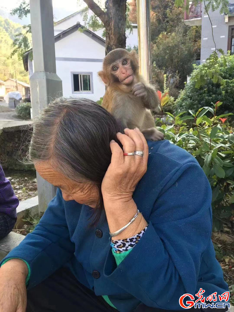 【烟火人间】音画丨到瑶溪去种茶 【烟火人间】音画丨到瑶溪去种茶