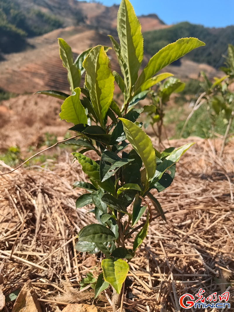 【烟火人间】音画丨到瑶溪去种茶 【烟火人间】音画丨到瑶溪去种茶