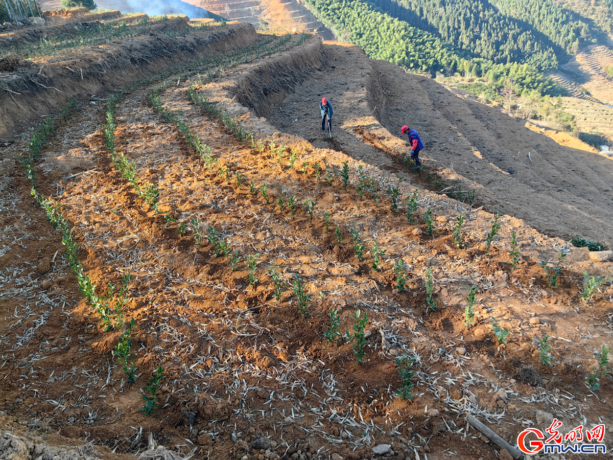【烟火人间】音画丨到瑶溪去种茶 【烟火人间】音画丨到瑶溪去种茶