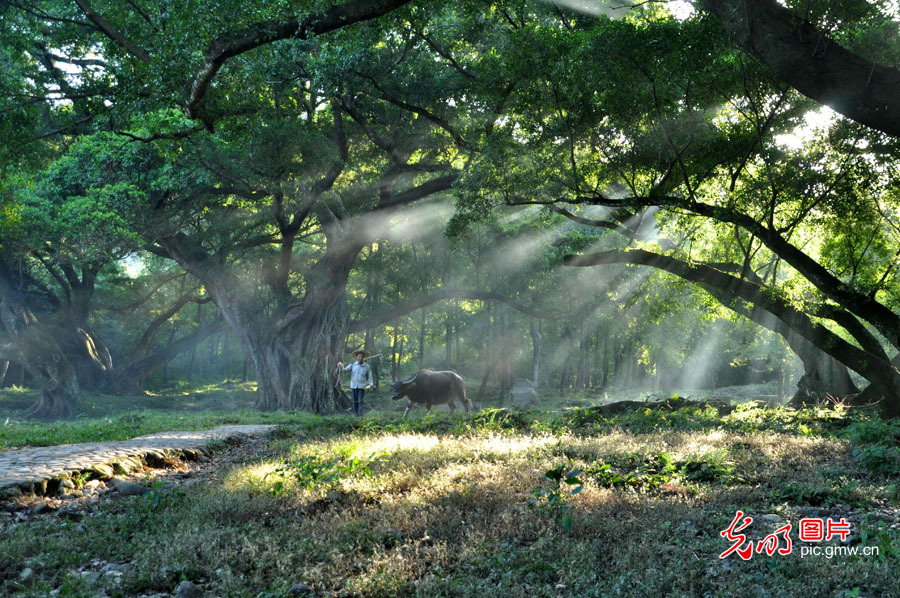 【烟火人间】音画丨诗里看海