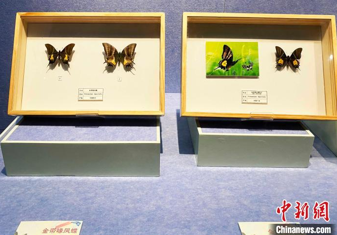 “名蝶精粹与蝶文化展”在江苏扬州展出 感受人文与自然和谐之美