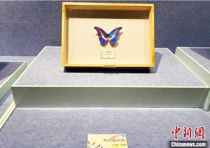 “名蝶精粹与蝶文化展”在江苏扬州展出 感受人文与自然和谐之美