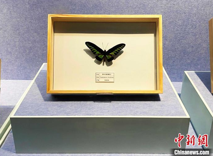 “名蝶精粹与蝶文化展”在江苏扬州展出 感受人文与自然和谐之美
