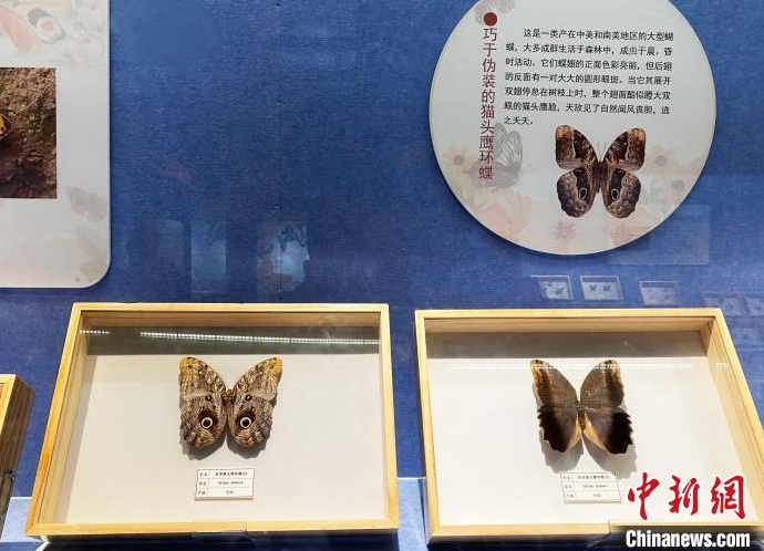 “名蝶精粹与蝶文化展”在江苏扬州展出 感受人文与自然和谐之美