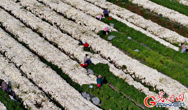 【网络中国节】九九重阳菊花开