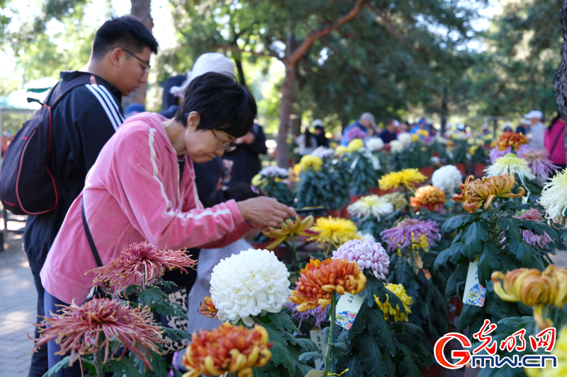 【网络中国节】九九重阳菊花开