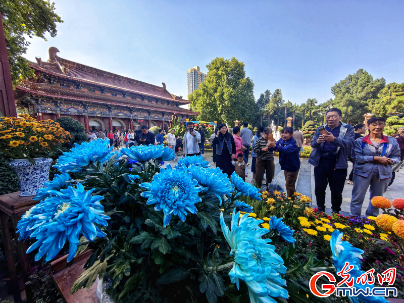 【网络中国节】九九重阳菊花开