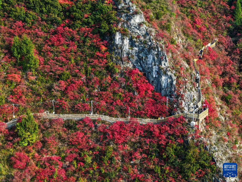 美丽中国丨重庆巫山红叶进入最佳观赏期
