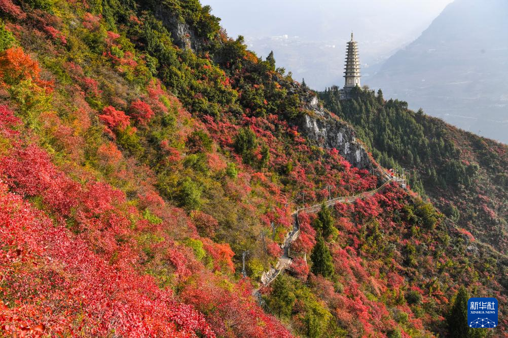美丽中国丨重庆巫山红叶进入最佳观赏期