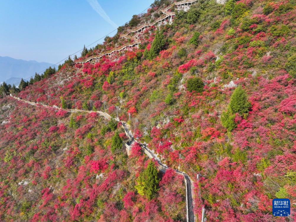 美丽中国丨重庆巫山红叶进入最佳观赏期
