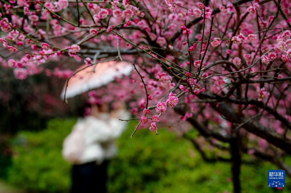 雨润春色