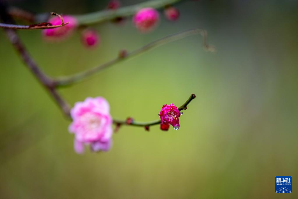 雨润春色