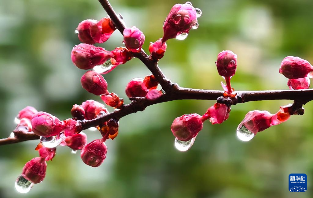 雨润春色